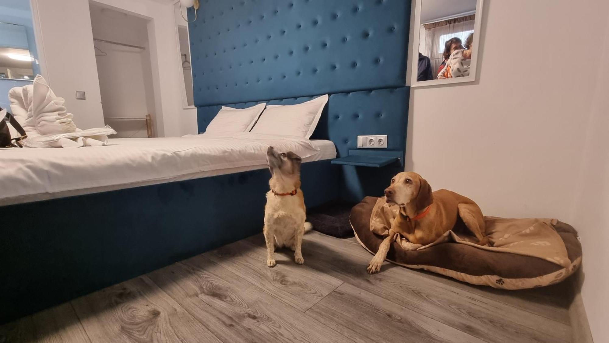 Pensiunea Ober Braşov Dış mekan fotoğraf